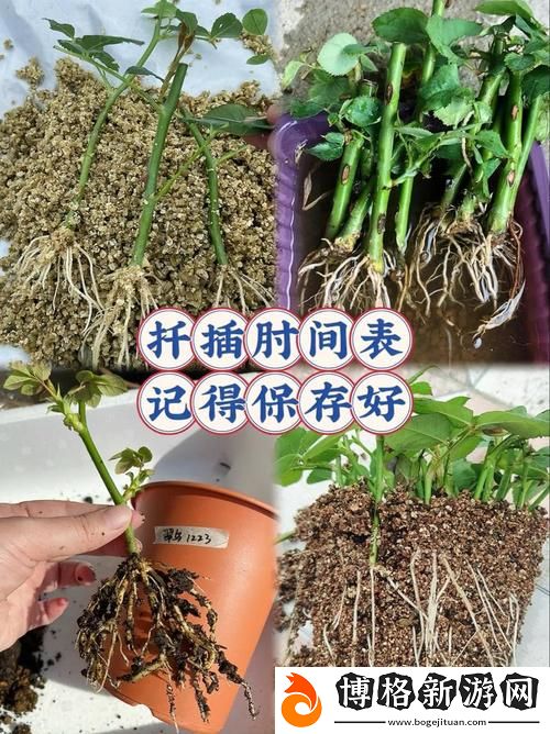 在床上的72種扦插方法：激發創造力與親密感的絕密指南