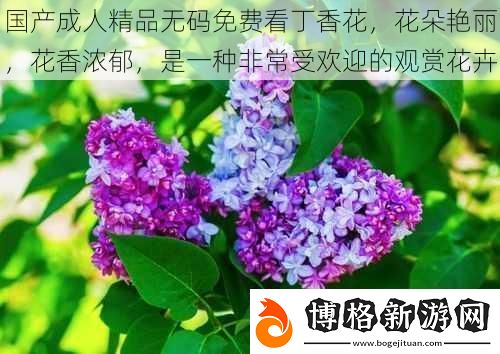 國(guó)產(chǎn)成人精品無(wú)碼免費(fèi)看丁香花花朵艷麗花香濃郁是一種非常受歡迎的觀賞花卉