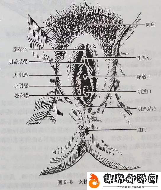 大蔭蒂BBBBBB大蔭蒂：探索內心的寧靜與美麗